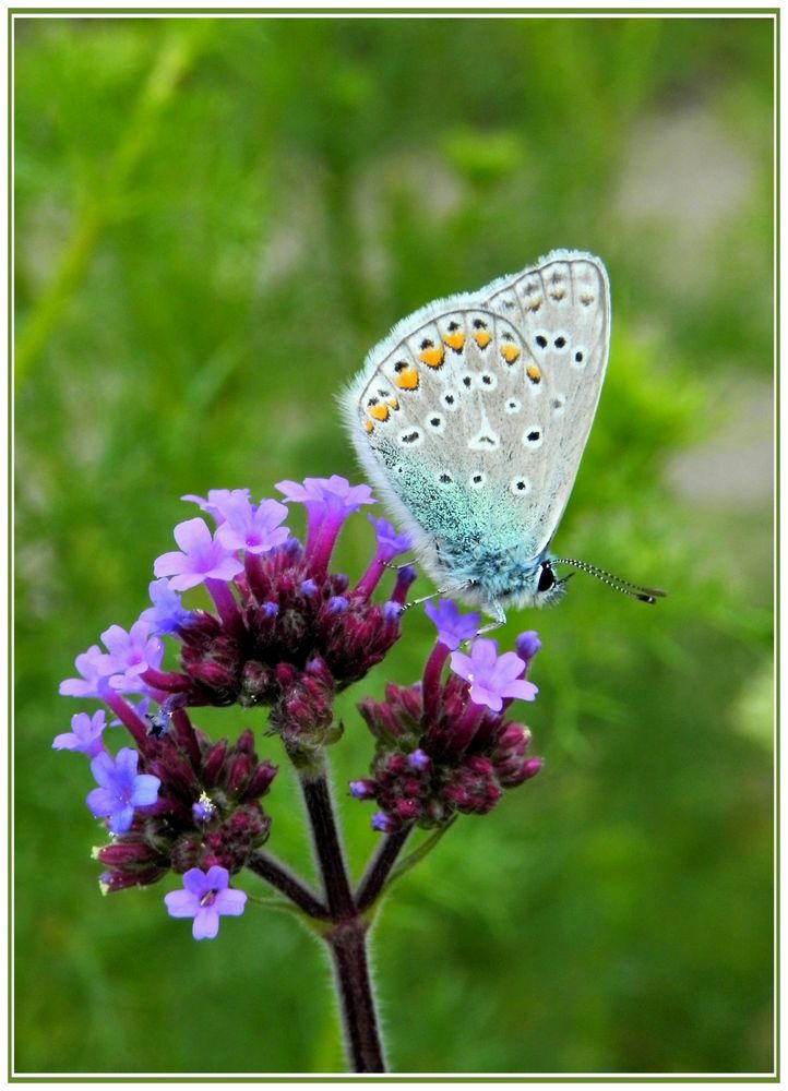 Eisenhut und Schmetterling