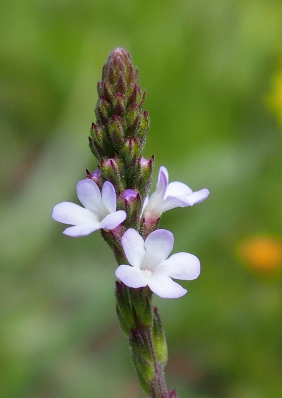 Eisenkraut 'Verbena officinalis'