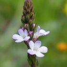 Eisenkraut 'Verbena officinalis'