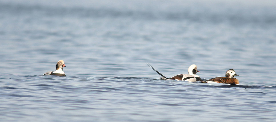 Eisente - Clangula hyemalis