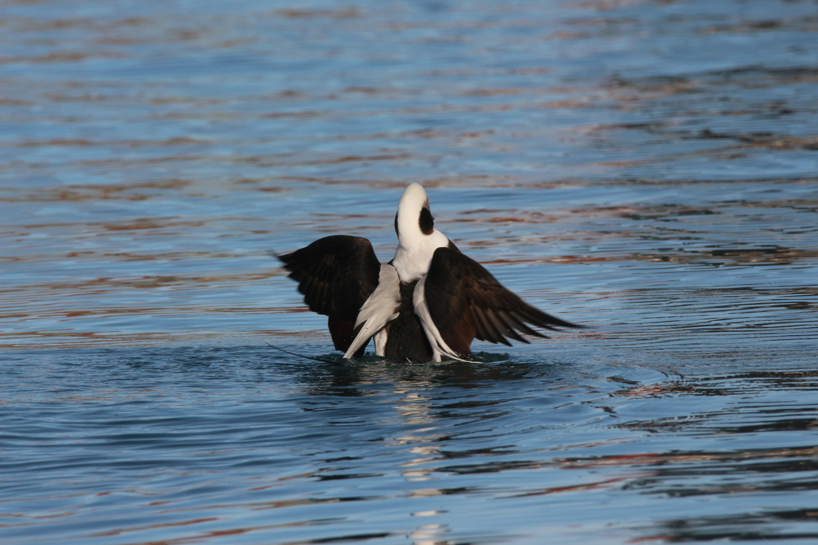 Eisente (Clangula hyemalis)