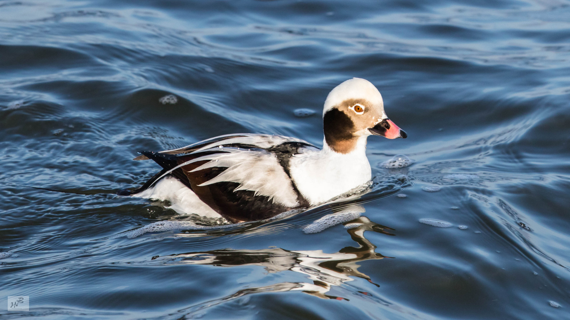 Eisente (Clangula hyemalis), an der Ostsee 