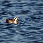 Eisente - Long-tailed Duck (clangula hyematis)