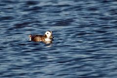 Eisente - Long-tailed Duck (clangula hyematis)