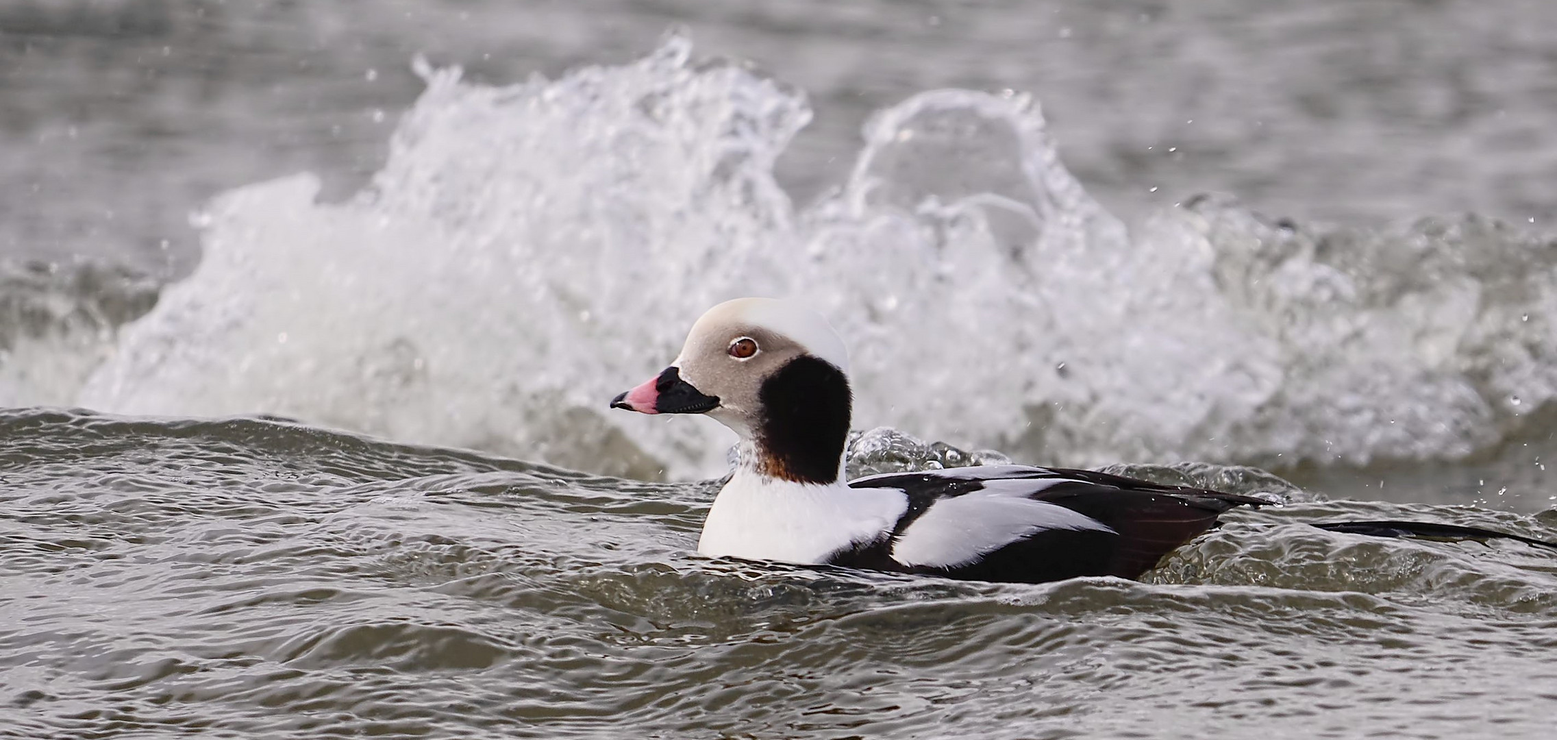 * Eisenten *