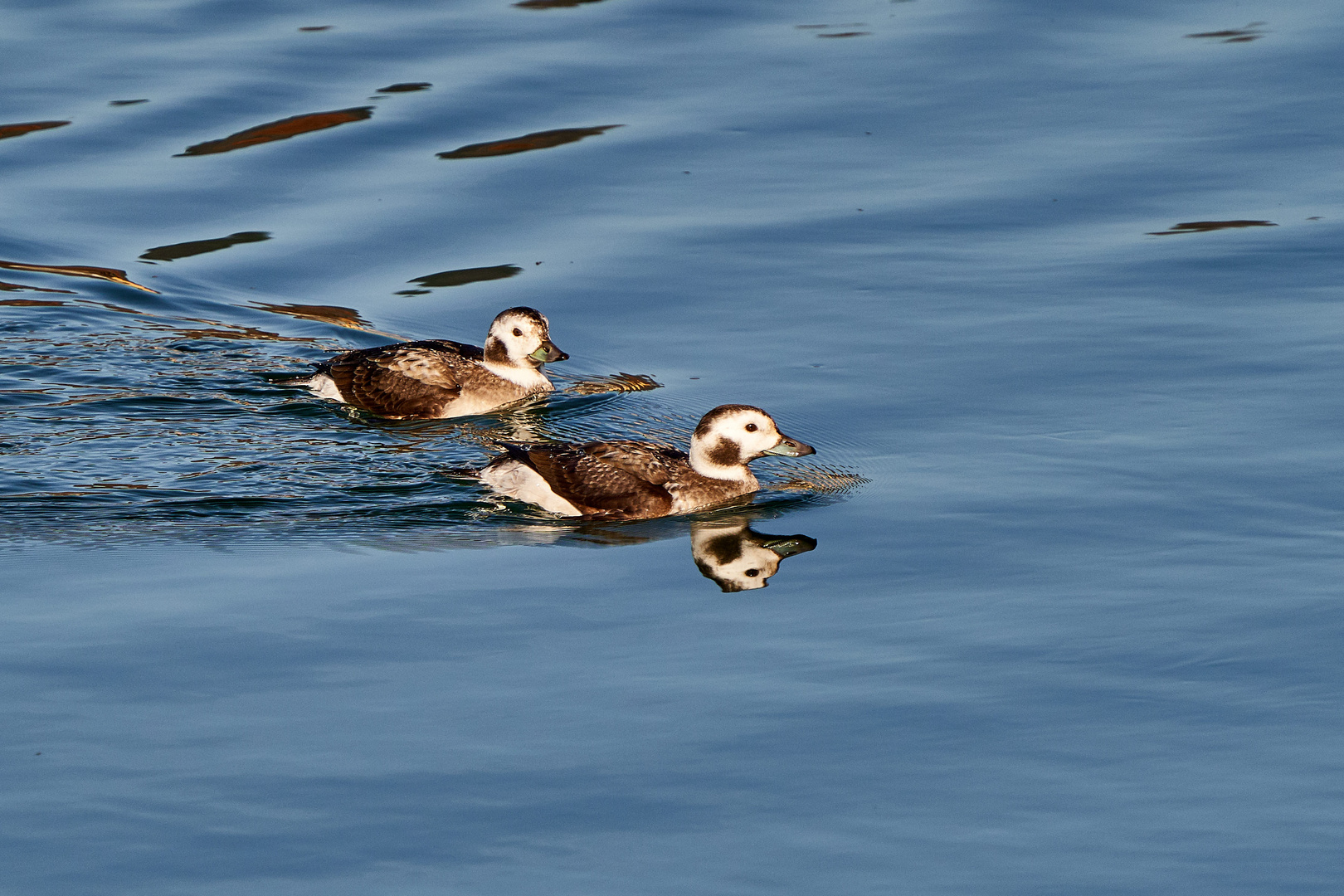 Eisenten