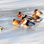 "Eisenten" - Stockenten auf dem zugefrorenen Weiher (Anas platyrhynchos)