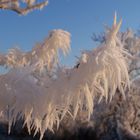 "eiserne Schönheit"