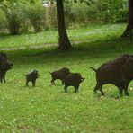 "Eiserne Wildschweinfamilie"