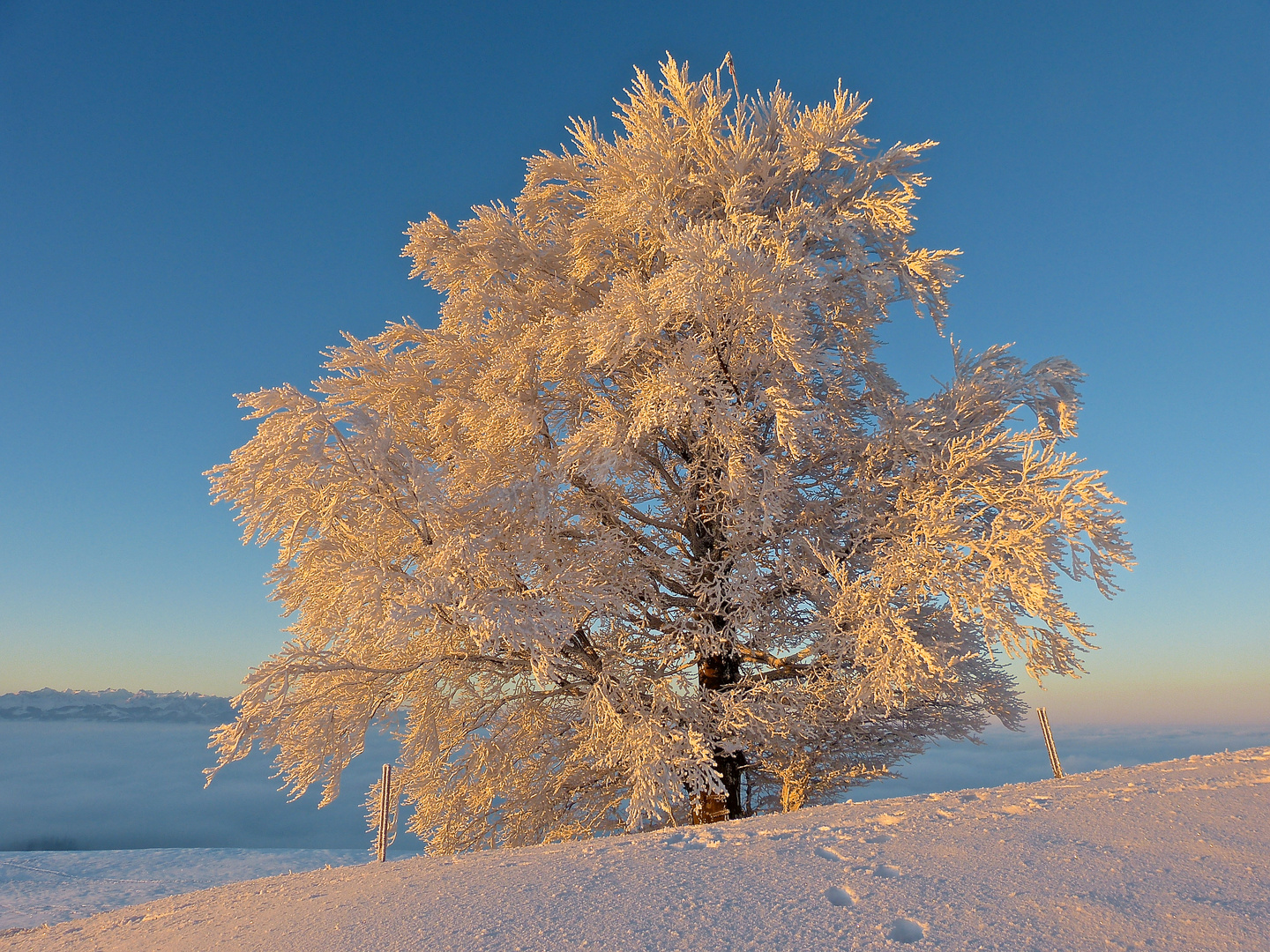 "eiserner" Baum erwärmt sich langsam