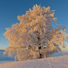 "eiserner" Baum erwärmt sich langsam