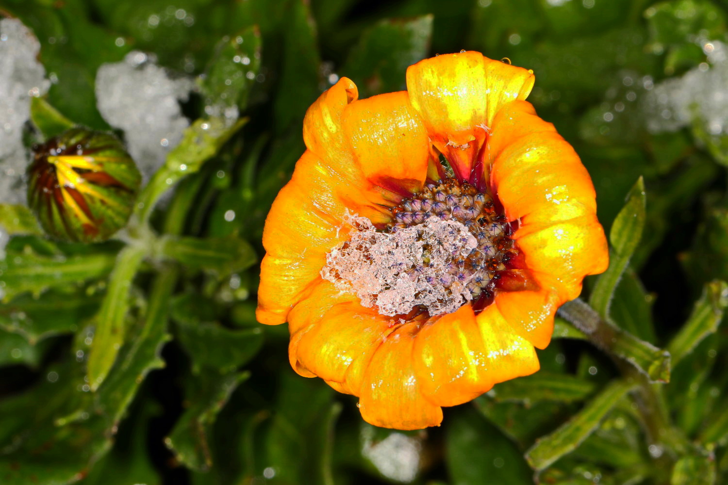 eisernes Blümchen [Margerite]