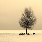 Eises Stille am Oderhaff 04.12. 2010