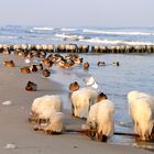 Eiseskälte an der OSTSEE BEI BANSIN - jetzt "läuft das Meer nicht mehr aus ;-))