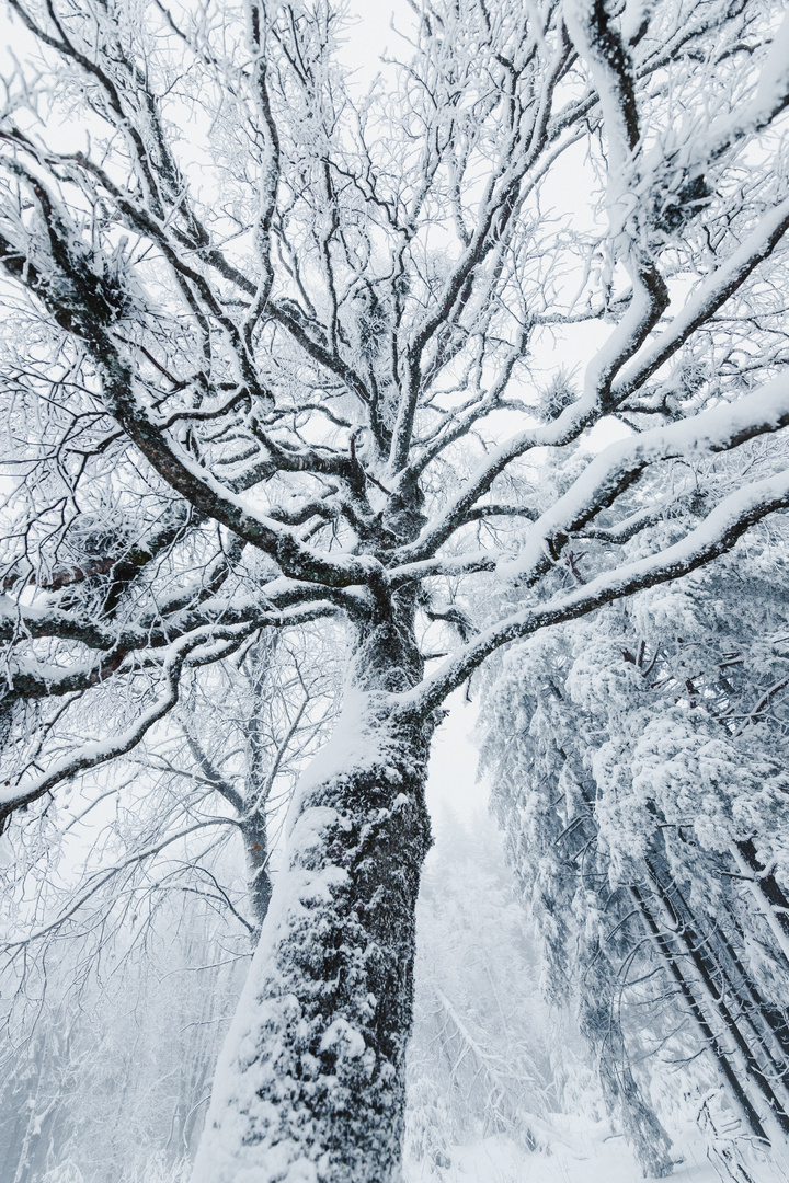 Eiseskälte im Schwarzwald