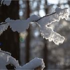 Eisfeen im Winterwald