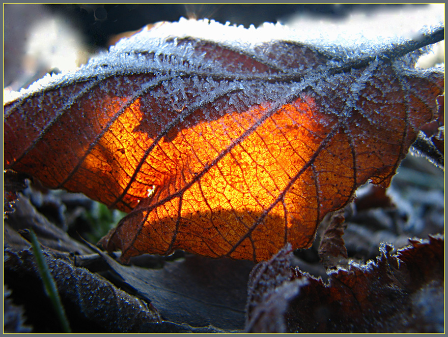 Eisfeuer - Feuereis