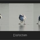 Eisfischer am Werk - Doku