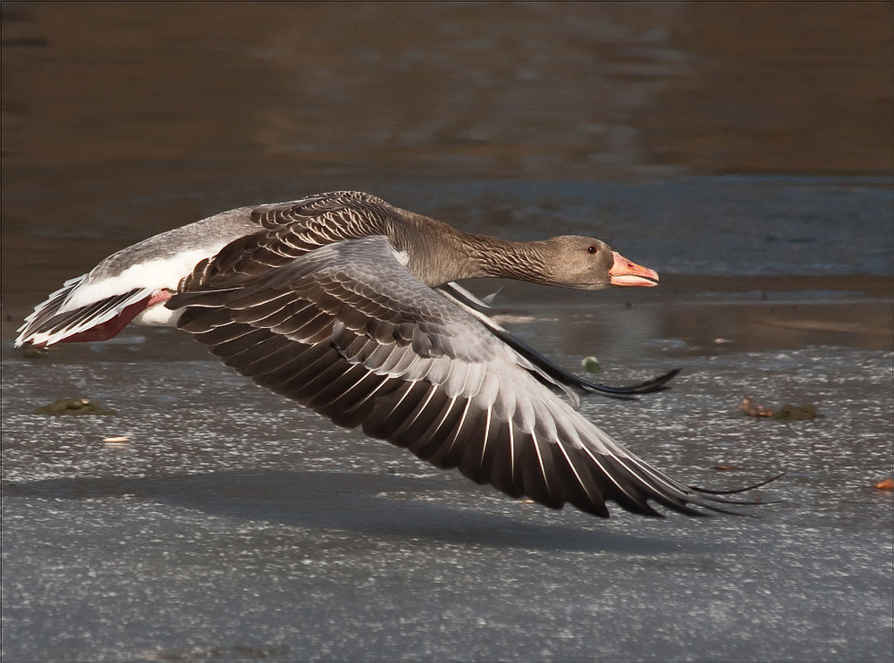 Eisflieger