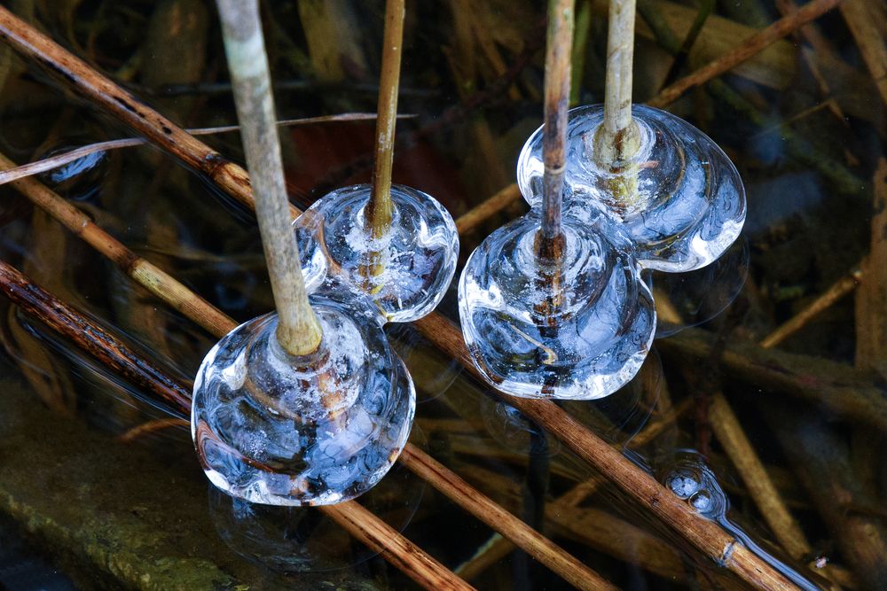 Eisformen - Eis am Stiel