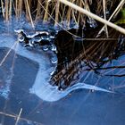 Eisformen - tauchender Reiher?