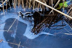 Eisformen - tauchender Reiher?