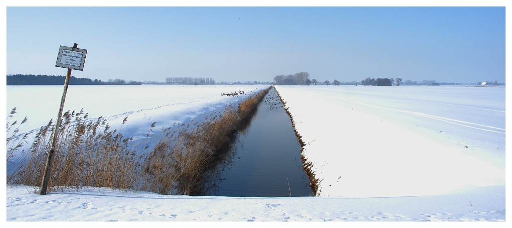 Eisfrei und voller Enten