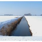 Eisfrei und voller Enten