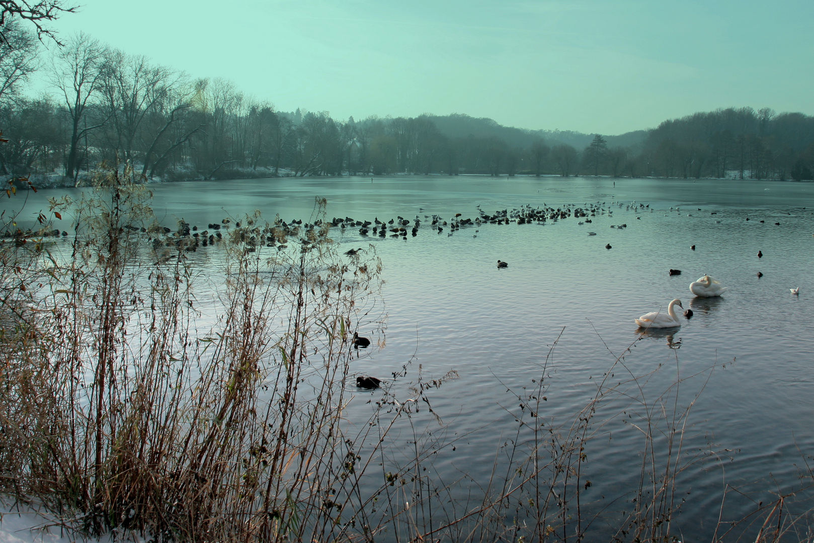 Eisfreihe Zone am abskücherteich in Heiligenhaus (NRW)