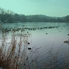 Eisfreihe Zone am abskücherteich in Heiligenhaus (NRW)