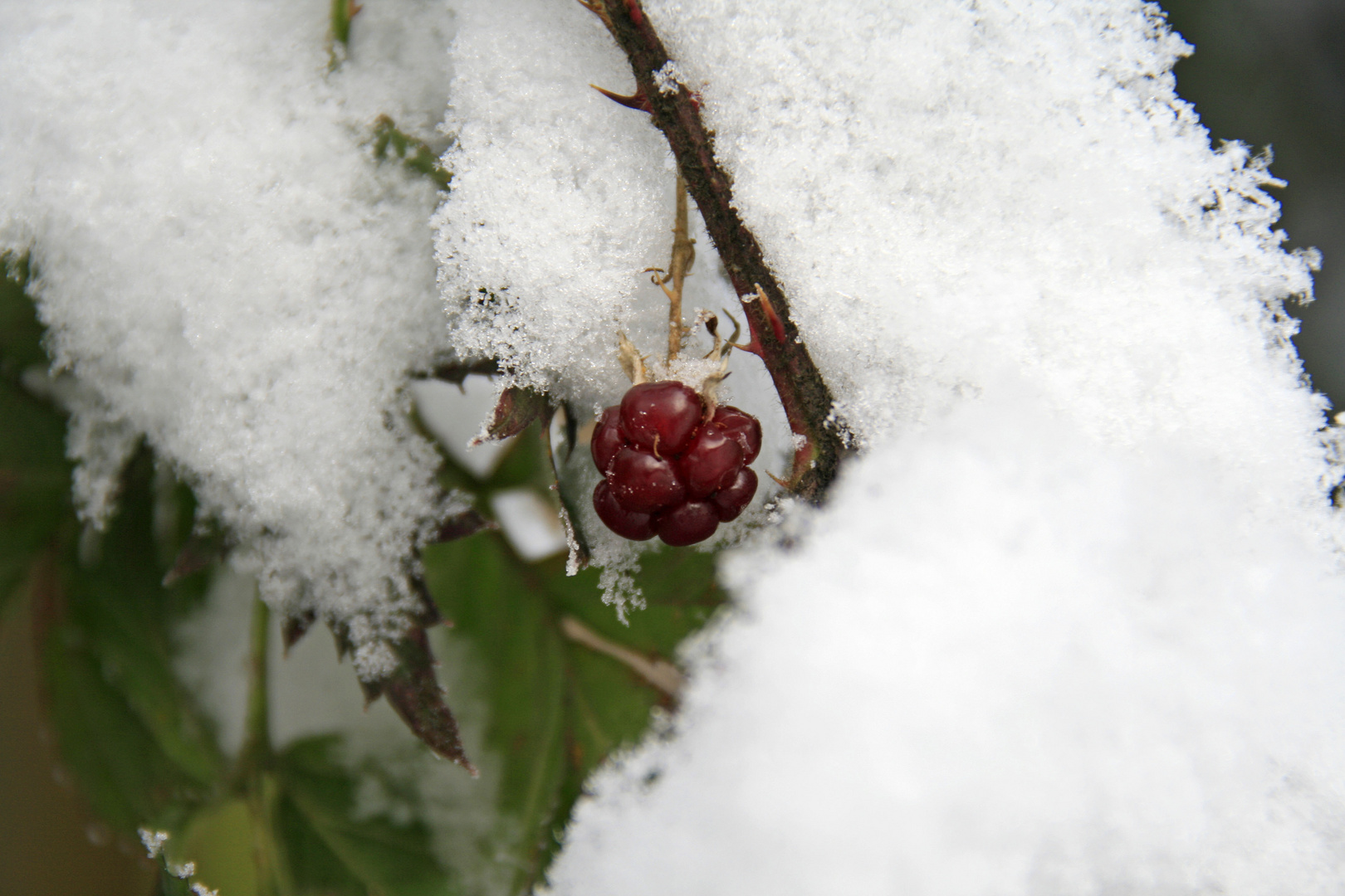 Eisfrucht