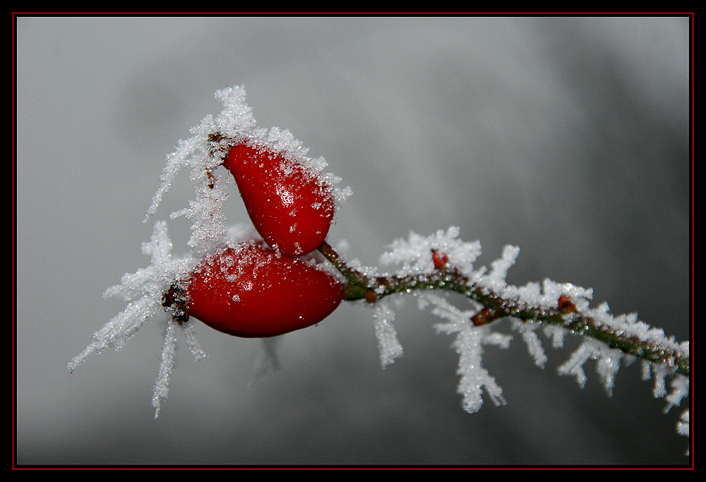 Eisfrüchte Foto &amp; Bild | pflanzen, pilze &amp; flechten, früchte und beeren ...