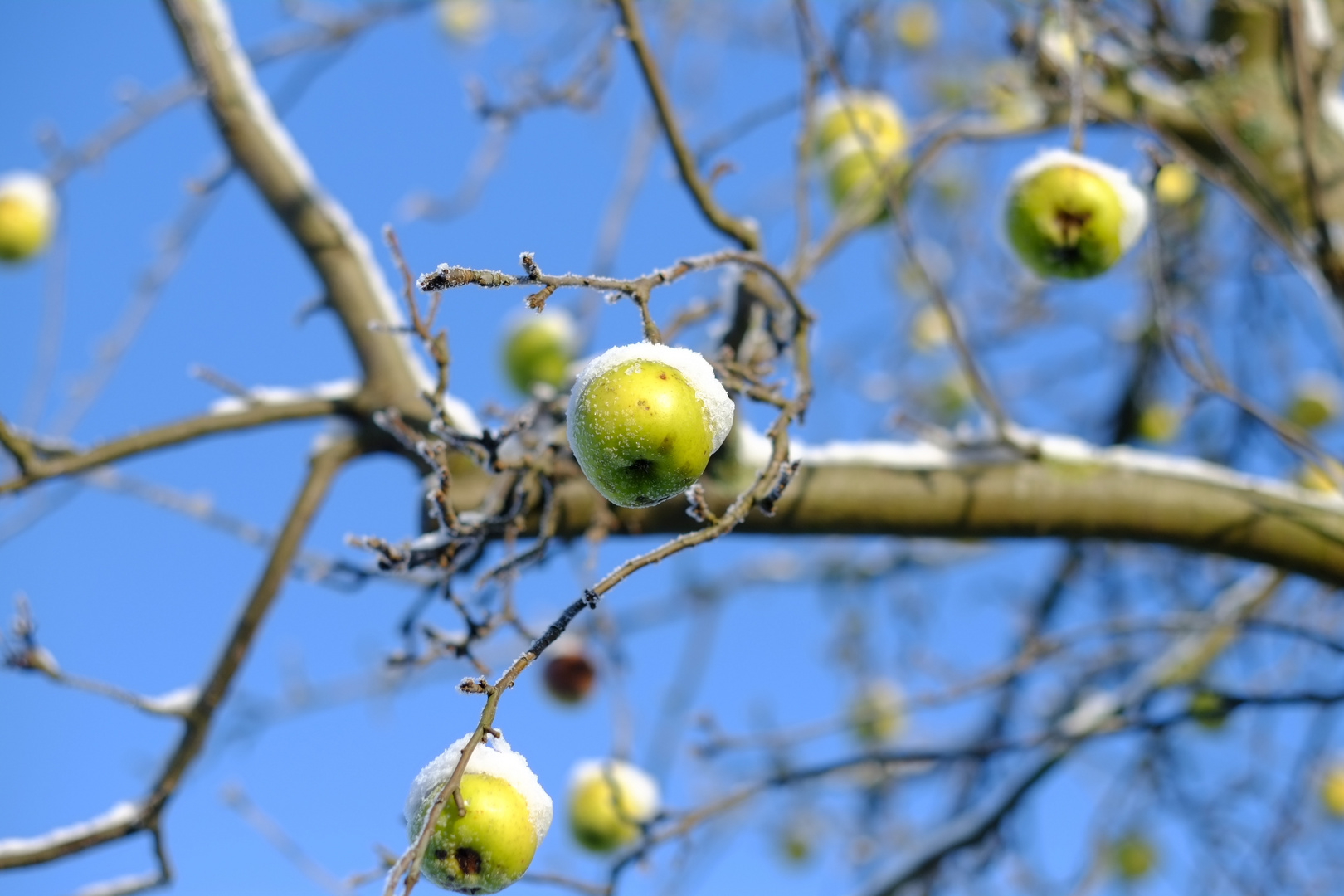 Eisfrüchte