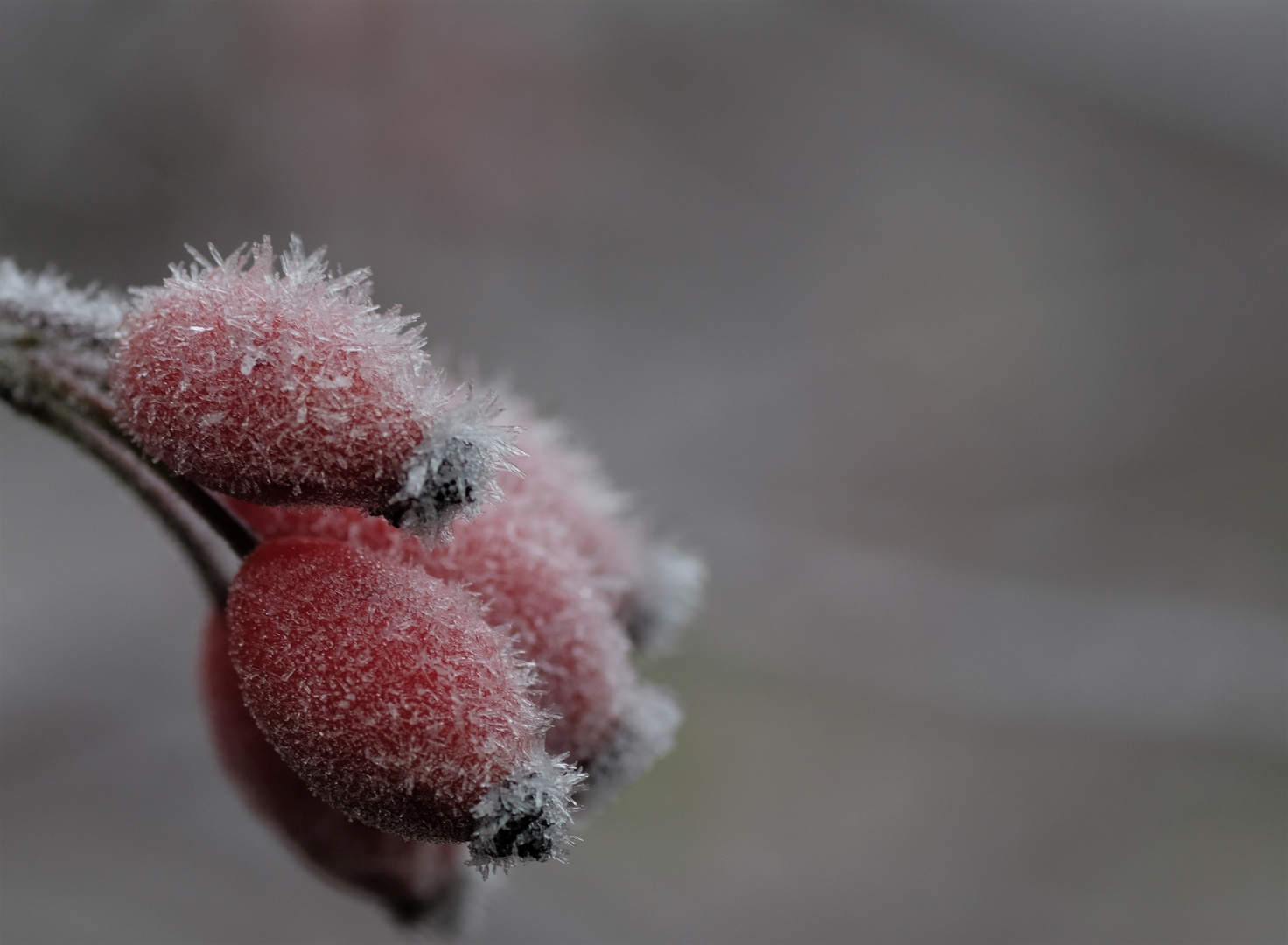 Eisfrüchten