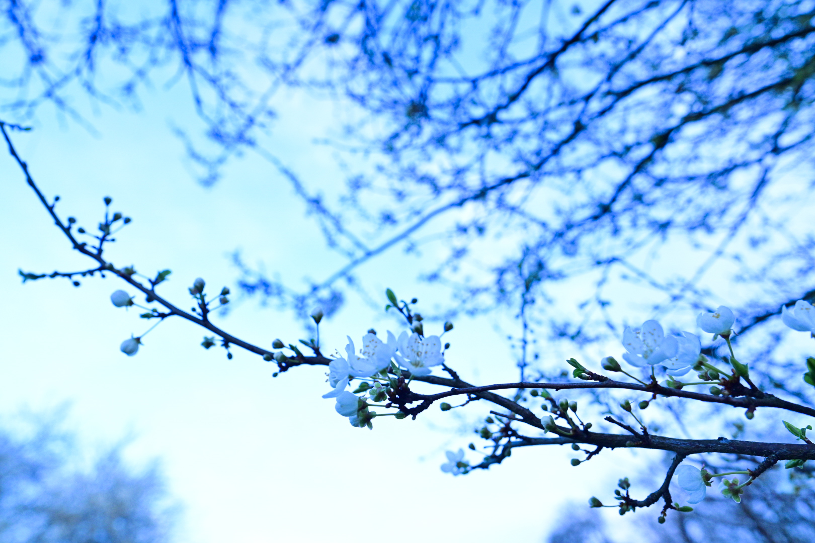 Eisfrühling