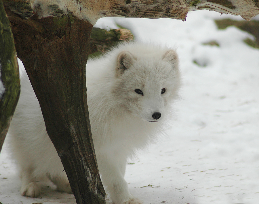 Eisfuchs