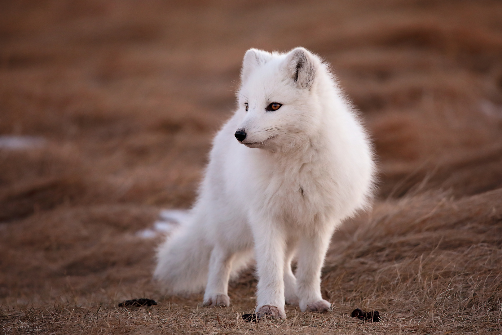 Eisfuchs