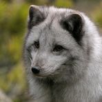 Eisfuchs