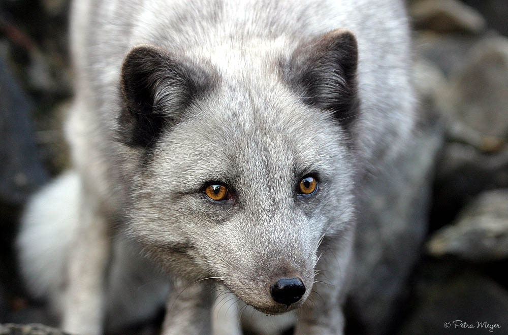 Eisfuchs (Alopex lagopus)