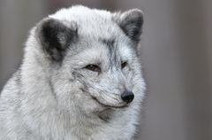 Eisfuchs