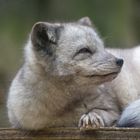 Eisfuchs