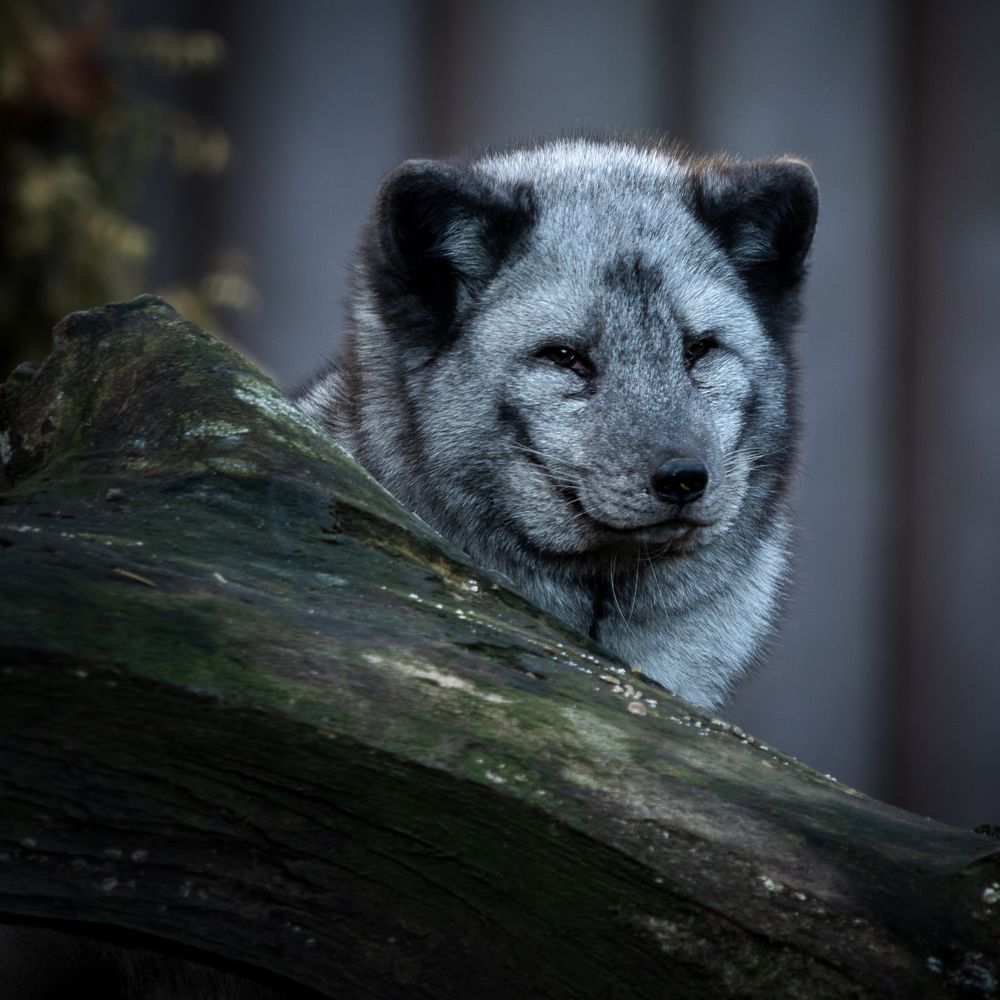 Eisfuchs hab Acht