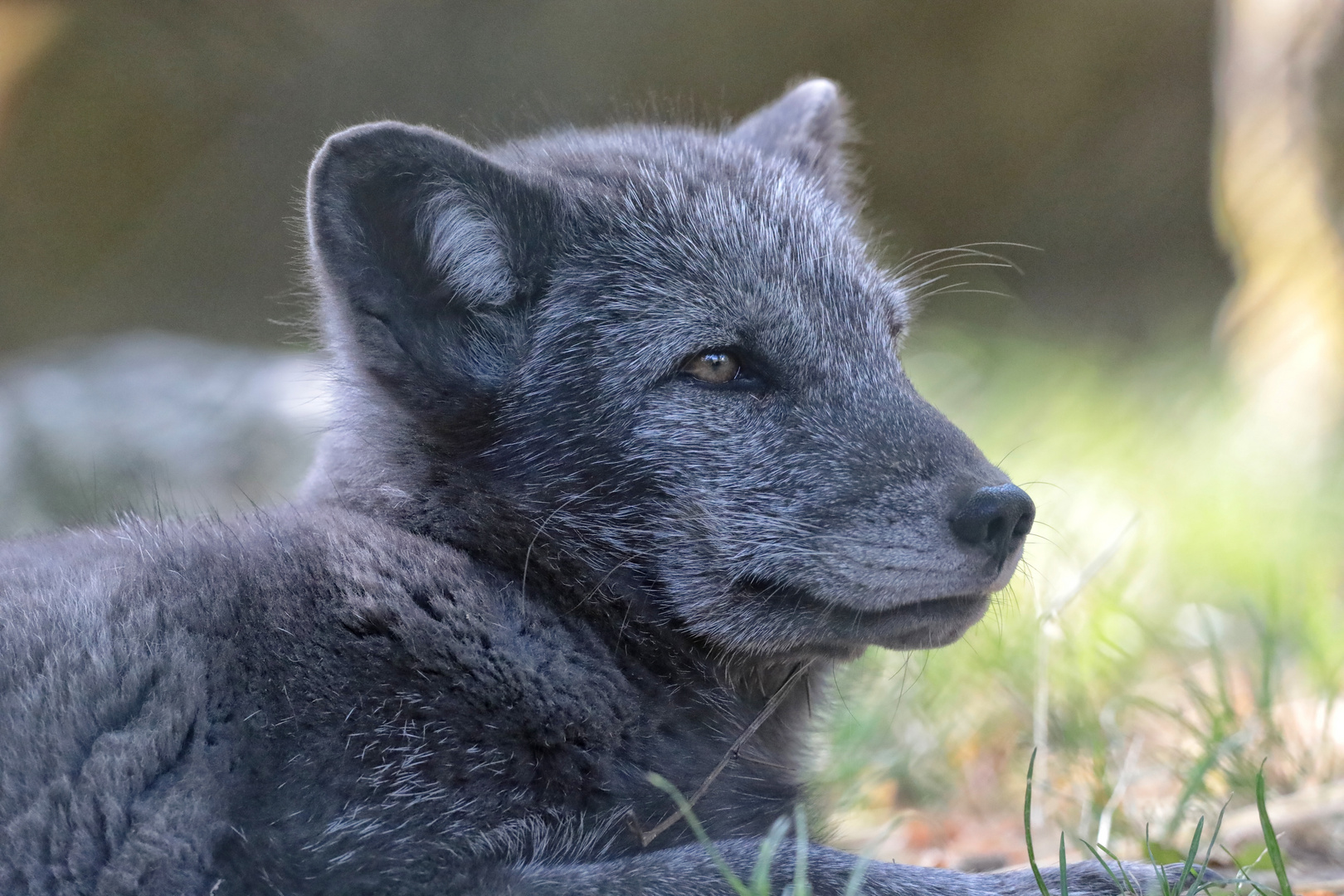 Eisfuchs (Opel Zoo )