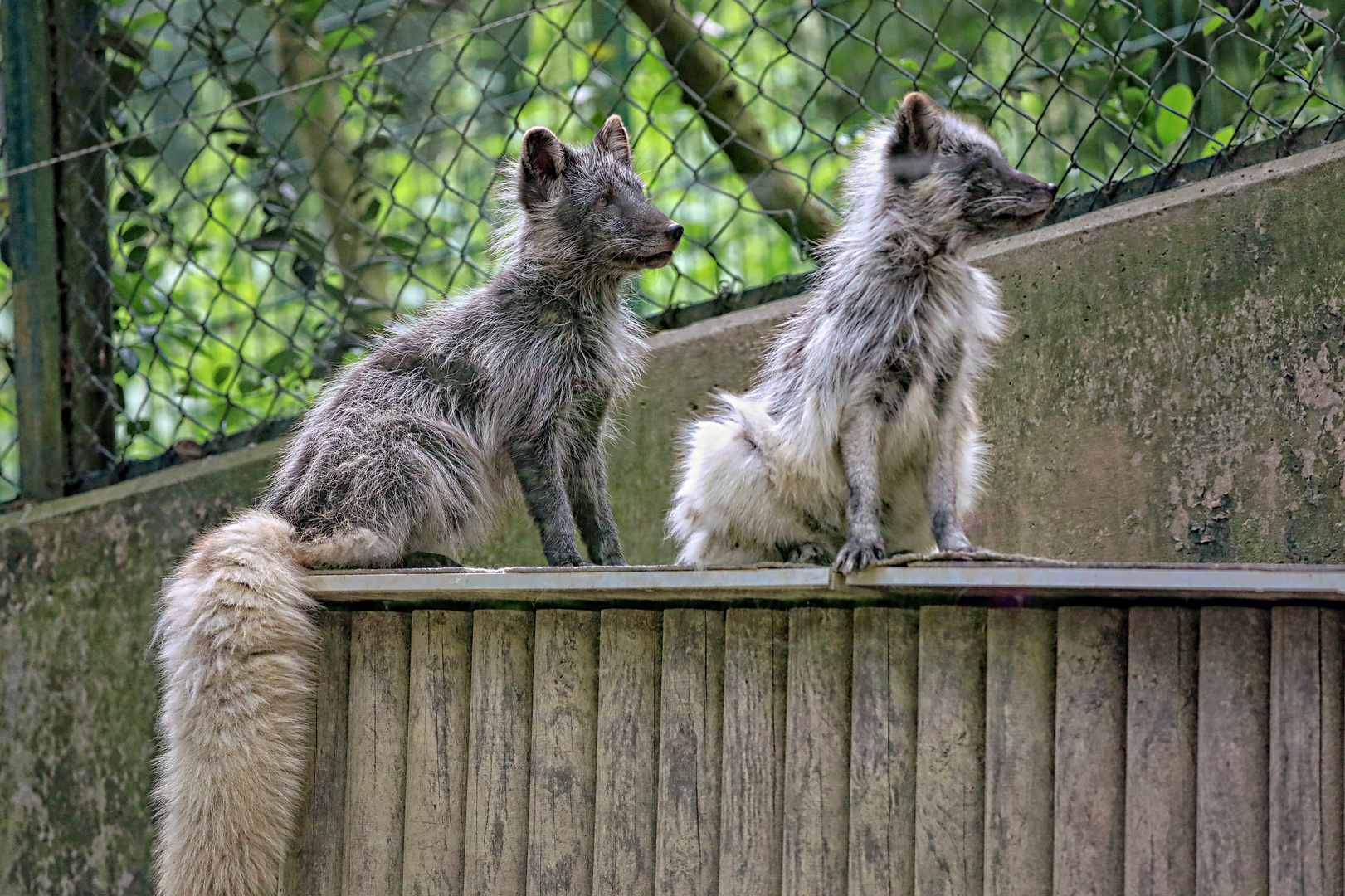 Eisfuchs-Paar