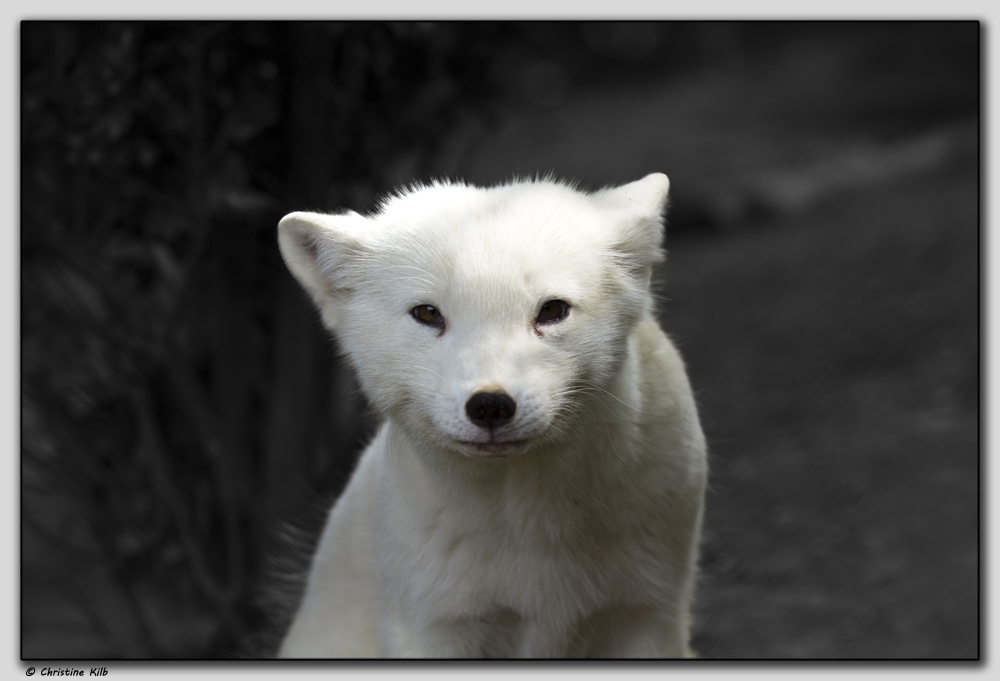 Eisfuchs / Polarfuchs