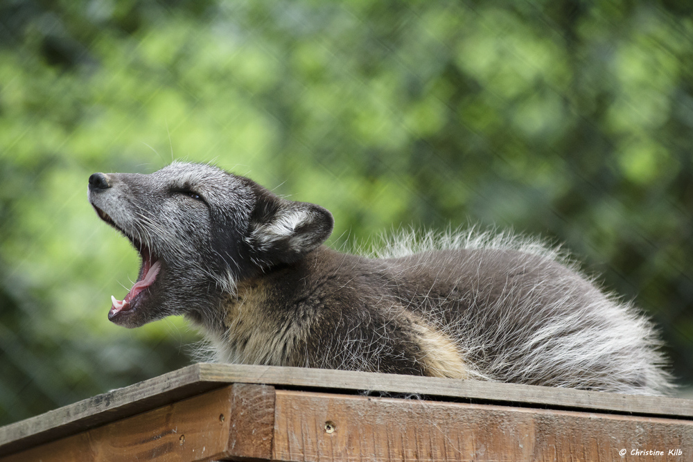 Eisfuchs / Polarfuchs / Blaufuchs