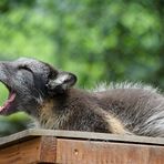 Eisfuchs / Polarfuchs / Blaufuchs