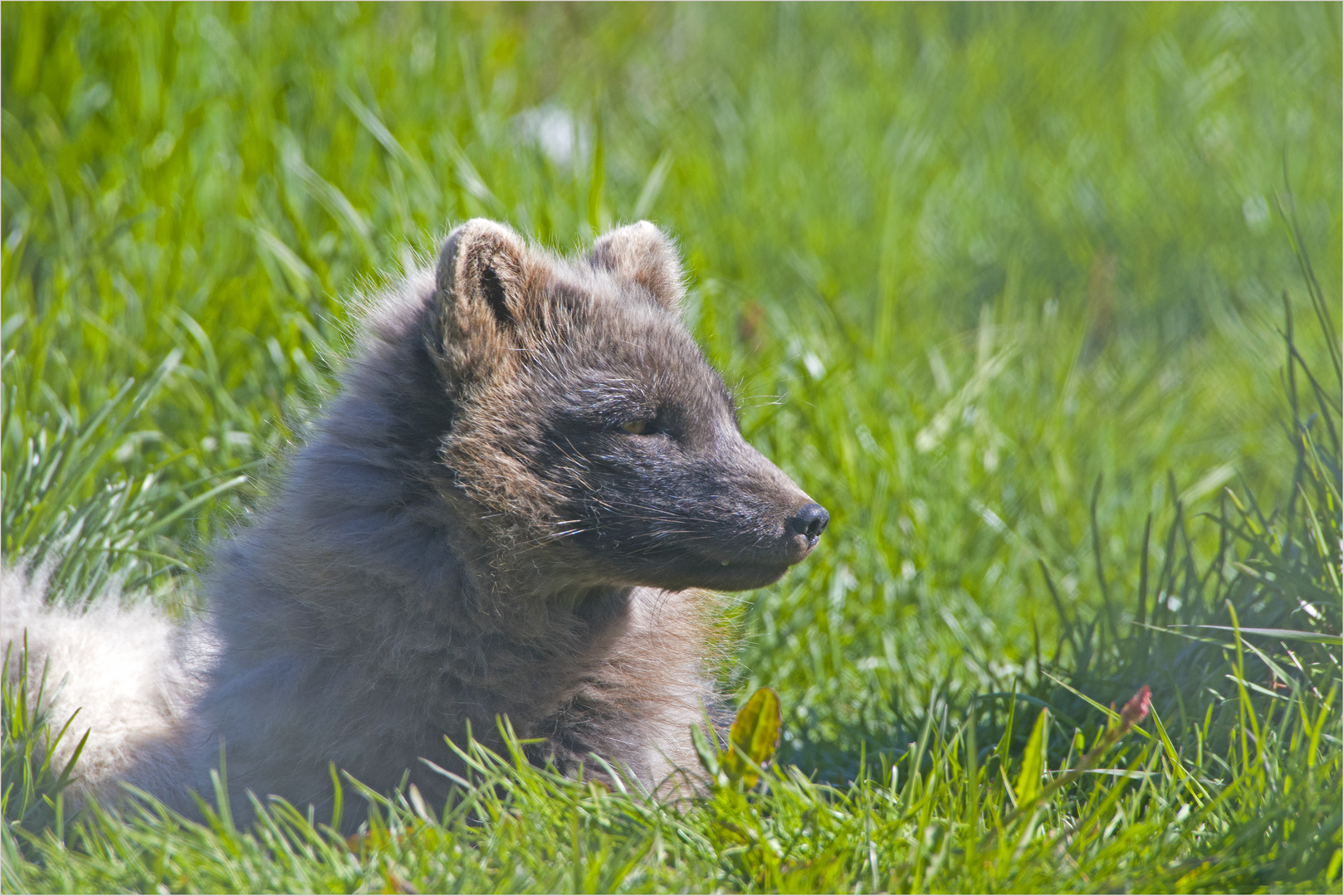 Eisfuchs / Polarfuchs