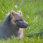 Eisfuchs / Polarfuchs