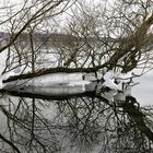 Eisgebilde am Ufer vom Großen Plöner See am 21. März 2018